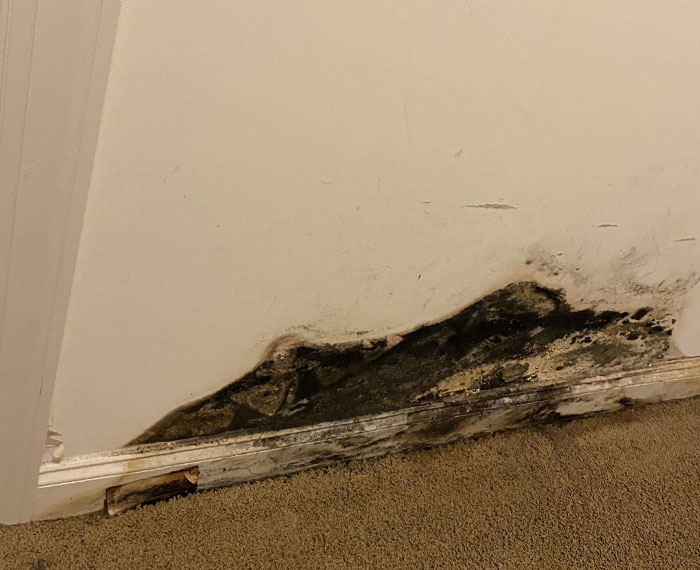 Water damage causing wood to decay and mold. 